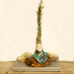 Vase sculptural en verre sur bois — Chaque pièce est unique